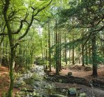 Tollymore Forest, Newcastle, Contea di Down, Irlanda — Foto stock