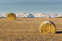 Заснеженные тюки сена на соломенном поле с заснеженными горами на заднем плане с голубым небом, запад Калгари, Альберта, Канада — стоковое фото