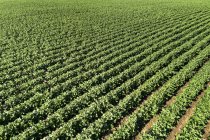 Luftaufnahme von Reihen grüner Kartoffelpflanzen auf einem Feld südlich von taber, alberta, canada — Stockfoto