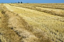 Orzo dorato tagliato in un campo con linee di raccolta, stoppie e cielo blu, Beiseker, Alberta, Canada — Foto stock