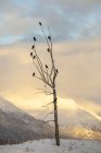 Una bandada de cuervos encaramados en un viejo árbol en el valle de Portage al amanecer, centro-sur de Alaska; Alaska, Estados Unidos de América - foto de stock