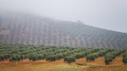 Azienda olivicola su una collina nebbiosa, Vianos, provincia di Albacete, Spagna — Foto stock