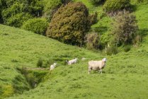 Ovelhas curiosas em um pasto verde ao longo da estrada Papatowai; South Island, Nova Zelândia — Fotografia de Stock
