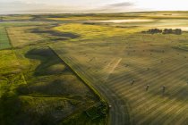 Veduta aerea di un campo di taglio con balle di fieno incandescente con luce alba del mattino presto e nebbia sullo sfondo con campi di colza in fiore, a nord di Calgary, Alberta, Canada — Foto stock