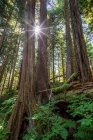 Alter Wuchswald mit Sunburst, Sitka-Fichten und Schierlingsbäumen, Tongass-Nationalwald, Südostalaska; alaska, Vereinigte Staaten von Amerika — Stockfoto