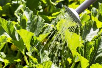 Close-up of a tin watering can watering green pea plants; Calgary, Alberta, Canada — Stock Photo