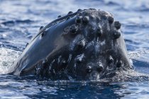 Buckelwal spioniert blaues Ozeanwasser aus — Stockfoto
