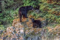 Oso negro y cachorro a lo largo de una costa, Tongass National Forest; Alaska, Estados Unidos de. Estados Unidos - foto de stock