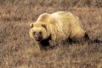 Медведь гризли ходит по коричневой траве — стоковое фото