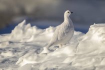 Willow Ptarmigan or Lagopus lagopus standing in snow with white winter plumage in Arctic Valley, South-central Alaska, Alaska, United States of America — Stock Photo