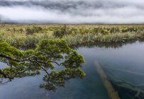 Uma névoa distante, um ramo verde e uma árvore morta sob a água do lago Mirror, Milford Sound; South Island, Nova Zelândia — Fotografia de Stock