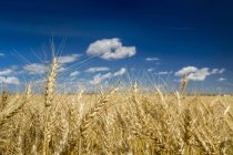 Gros plan de têtes de blé doré dans un champ avec ciel bleu et nuages, au nord de Calgary, Alberta, Canada — Photo de stock