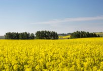 Champ de canola fleuri avec des arbres en arrière-plan, collines ondulantes, ciel bleu et nuages, Beiseker, Alberta, Canada — Photo de stock