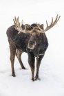 Пейзаж большого быка, стоящего в зимнем снегу — стоковое фото