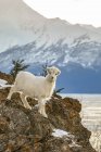 Ягненок Dall Sheep смотрит на камеру с скального уступа, Аляска, Соединенные Штаты Америки — стоковое фото