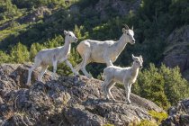 Dall sheep ewe and lambs in the Windy Point area outside Anchorage, Alaska, United States of America — Stock Photo
