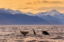 Ballenas asesinas (Orcinus orca), también conocida como Orca, nadando al atardecer en el Pasaje Interior del Canal de Lynn con las Montañas Chilkat al fondo, Alaska, Estados Unidos de América - foto de stock