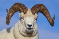 Dall Sheep ram in Denali National Park and Preserve in Interior Alaska in autumn; Alaska, Estados Unidos da América — Fotografia de Stock