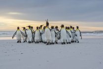 Re Pinguini (Aptenodytes patagonicus) camminare insieme sulla riva, Volunteer Point; Isole Falkland — Foto stock