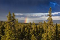 Regenbogen, der im Sommer durch Gewitterwolken über einem Fichtenwald stochert, über den weißen Bergen, vom Gipfelpfad aus gesehen; alaska, Vereinigte Staaten von Amerika — Stockfoto