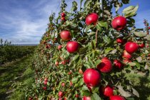 Manzanas nítidas en un huerto, Valle de Annapolis, Nueva Escocia, Canadá - foto de stock