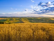 Campo de trigo dorado y montañas distantes en el horizonte al atardecer, The Palouse, Washington, Estados Unidos de América - foto de stock