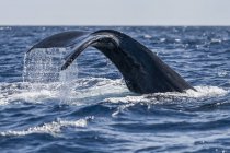 Buckelwalschweif über blauem Ozean — Stockfoto
