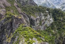 Скелясті гірські схили з зеленими листям, Національний парк Фіорланд, Мілфорд саунд; Південний острів, Нова Зеландія — стокове фото