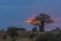 Nube incandescente attraverso un cielo all'alba con alberi in un campo in primo piano; Tanzania — Foto stock