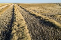 Vue des lignes de canola coupé dans un champ, à l'ouest de Beiseker ; Alberta, Canada — Photo de stock
