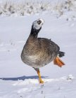 Звичайна Голдені качка, що йде снігом з його обличчям, вкритим снігом — стокове фото