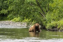 Ein Braunbär, der im Sommer Lachse angelt, läuft im russischen Fluss in der Nähe der Küferanlegestelle, Süd-Zentralalaska; alaska, vereinigte Staaten von Amerika — Stockfoto