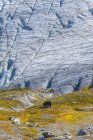 Чорний ведмідь на схилі пагорба з виходом на льодовик в Кенай Фіфдс Національний парк, Південно-Центральна Аляска; Аляска, Сполучені Штати Америки — стокове фото