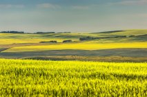 Glowing flowering canola field on rolling hills at sunrise, North of Calgary; Alberta, Canada — Stock Photo
