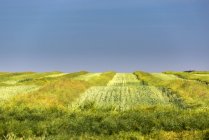 Green cut canola field in rows with stubble and blue sky in background, Beiseker, Alberta, Canada — Stock Photo