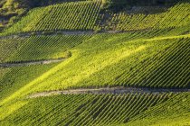 Colline ensoleillée avec rangées de vignes sur les pentes, Remich, Luxembourg — Photo de stock