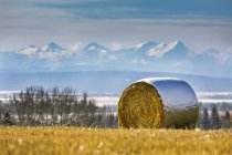 Snow-covered hay bale in a stubble field with snow-covered mountains and foothills in the background with clouds and blue sky, West of Calgary, Alberta, Canada — Stock Photo