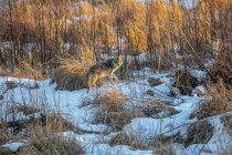 Койот (Canis latrans) через Поттер-Марш в Анкоридже, Аляска в поисках пищи, южная центральная Аляска; Анкоридж, Аляска, Соединенные Штаты Америки — стоковое фото