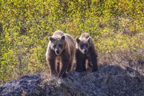 Grizzly bear and her cub at wild nature — Stock Photo