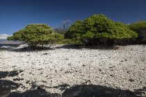 Árboles de heliotropo, corales y rocas negras y arena en una playa aislada en la bahía de Pueo, costa de Kona del Norte; Isla de Hawai, Hawai, Estados Unidos de América - foto de stock