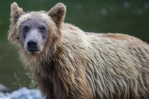 Vista de primer plano del oso pardo en la vida salvaje, enfoque selectivo - foto de stock