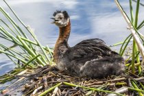 Red-necked grebe with chick in a nest at the water — Stock Photo
