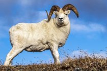 Dall Sheep ram in Denali National Park and Preserve in Interior Alaska in autumn; Alaska, Estados Unidos da América — Fotografia de Stock