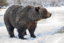 Гризли медведь в снегу на дикой природе — стоковое фото