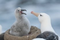 Black-browed Albatros alimentar a su polluelo joven - foto de stock