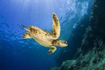 Молодая зеленая морская черепаха (Chelonia mydas), плавающая вниз к рифу после перерыва на поверхности; Макена, Мауи, Гавайи, США — стоковое фото