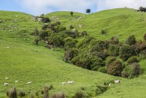 Ovejas en un pasto verde a lo largo de la autopista Papatowai; Isla Sur, Nueva Zelanda - foto de stock