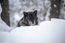 Вовк (Canis lupus) відпочиває в снігу і дивиться на камеру, Alaska Wildlife Conservation Center, Південно-Центральна Аляска; Портаж, Аляска, США — стокове фото