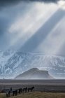 Группа лошадей, стоящих на холме с красивыми световыми лучами, сияющими позади них, создавая эпическую исландскую сцену; Исландия — стоковое фото