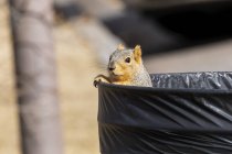 Red Fox Squirrel peeking out from inside a garbage can — Stock Photo